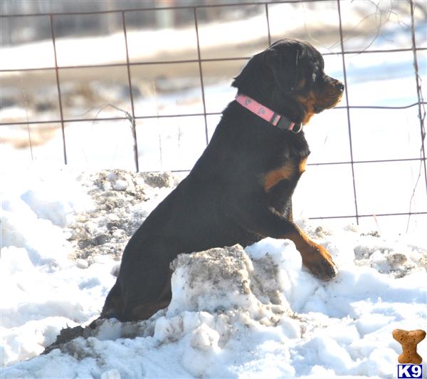 rottweiler puppy posted by VON SCHINDLER